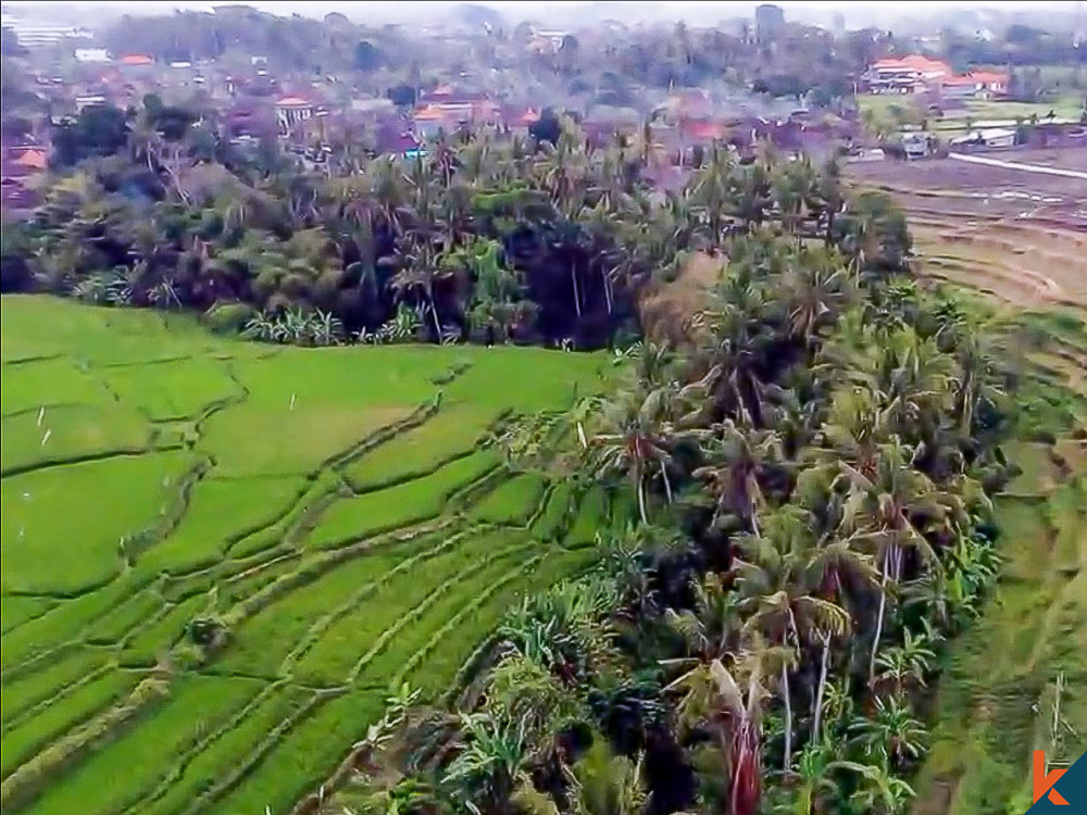 Dijual tanah investasi seluas 146 are di Ubud