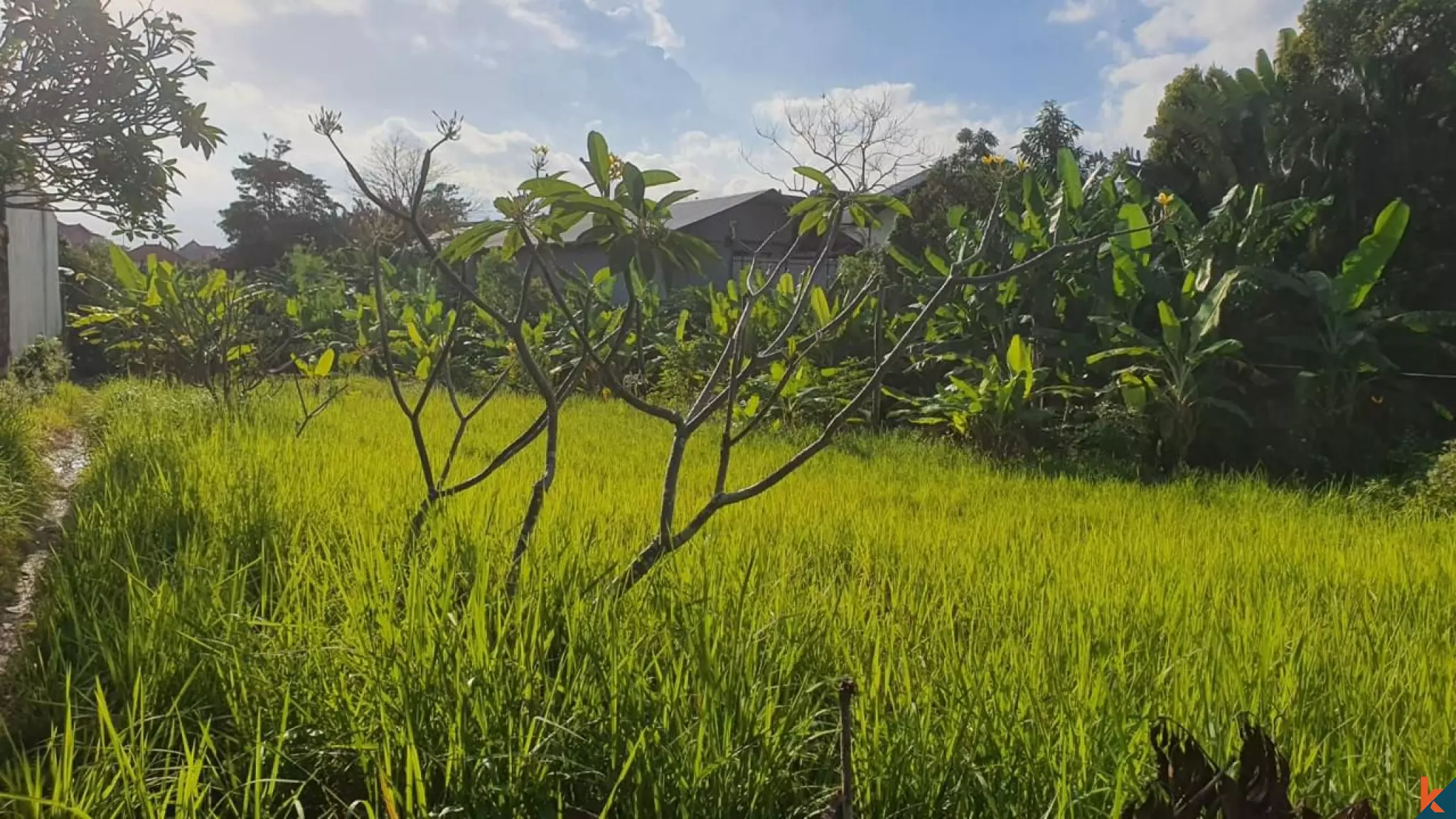 10 ares de terrain dans un emplacement privilégié à Kerobokan